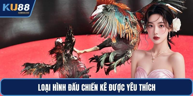 Loại hình đấu chiến kê được yêu thích